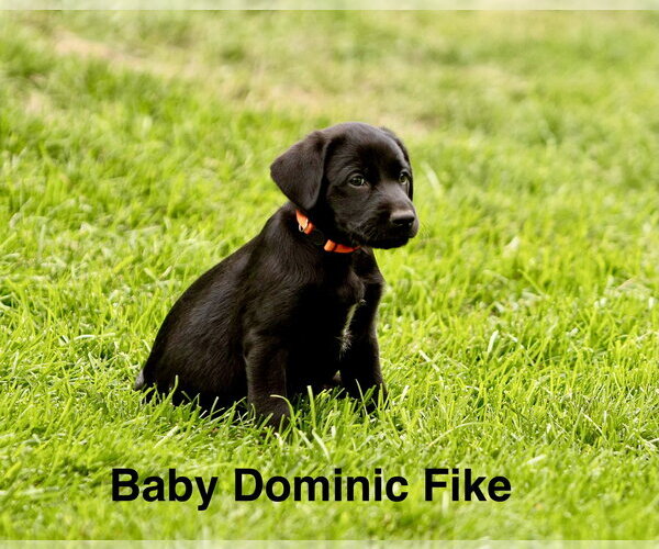 Medium Photo #1 Labrador Retriever-Unknown Mix Puppy For Sale in Sandy, UT, USA