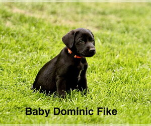 Labrador Retriever-Unknown Mix Dogs for adoption in Sandy, UT, USA