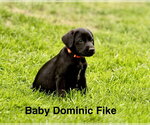 Baby Dominic Fike - Male Labrador Retriever-Unknown Mix Dog for Adoption - Small photo