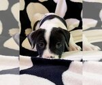 Small Photo #4 American Pit Bull Terrier-Unknown Mix Puppy For Sale in Wenonah, NJ, USA