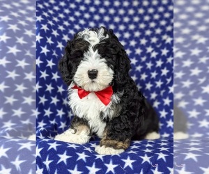 Bernedoodle Puppy for sale in CHRISTIANA, PA, USA