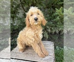 Jace - Male Cockapoo (Miniature) Puppy for Sale - Photo #2