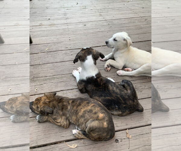Medium Photo #3 Mutt Puppy For Sale in Wheaton, IL, USA