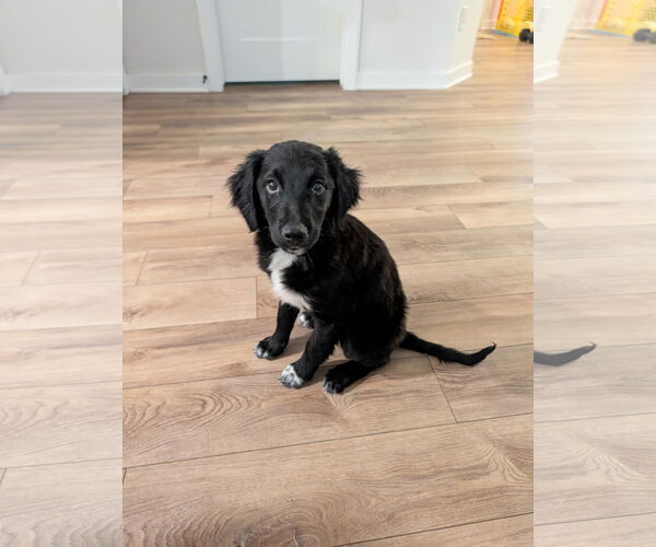 Medium Photo #1 Bordoodle (Miniature) Puppy For Sale in Omaha, NE, USA