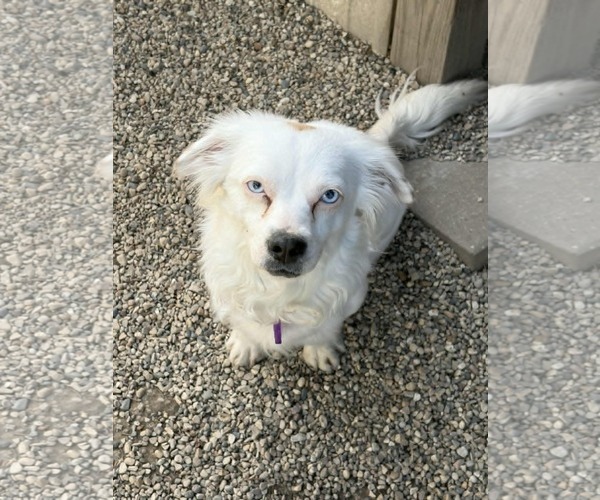 Medium Photo #1 Australian Shepherd-Pekingese Mix Puppy For Sale in Mukwonago, WI, USA