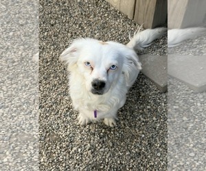 Australian Shepherd-Pekingese Mix Dogs for adoption in Mukwonago, WI, USA