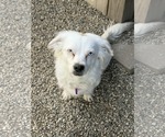 Small Australian Shepherd-Pekingese Mix