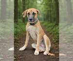 Small #5 Black Mouth Cur-Great Dane Mix