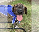 Small #1 Mountain Cur-Plott Hound Mix