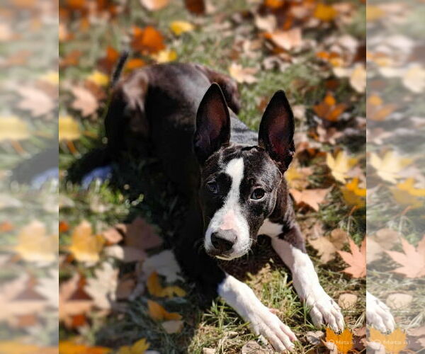 Medium Photo #7 American Pit Bull Terrier-Unknown Mix Puppy For Sale in Talladega, AL, USA