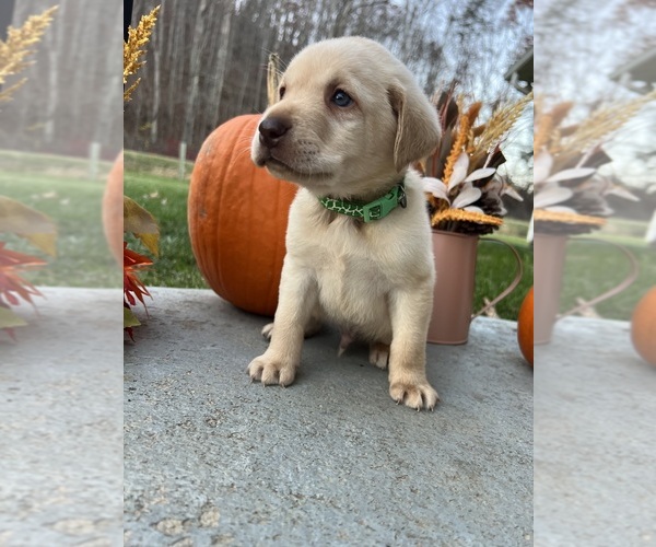 Medium Photo #2 Labrador Retriever Puppy For Sale in NEOLA, WV, USA