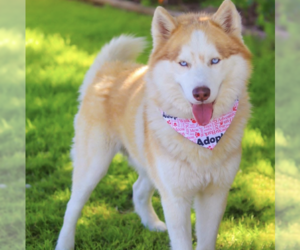 Siberian Husky Dogs for adoption in Carrollton, TX, USA