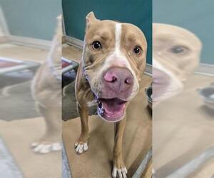 American Pit Bull Terrier-Unknown Mix Dogs for adoption in Texas City, TX, USA