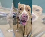 Small American Pit Bull Terrier Mix