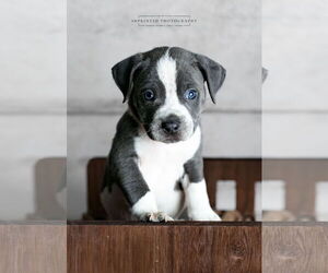 American Pit Bull Terrier Dogs for adoption in Rockville, MD, USA