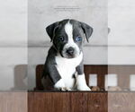Small American Pit Bull Terrier