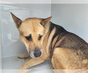 German Shepherd Dog Dogs for adoption in Houston, TX, USA