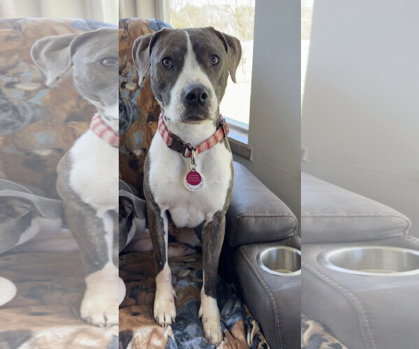 Medium Photo #2 Mutt Puppy For Sale in St. Louis Park, MN, USA