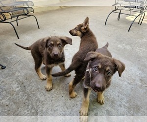 German Shepherd Dog Puppy for Sale in LUBBOCK, Texas USA