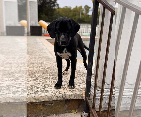 Medium Photo #5 Mutt Puppy For Sale in Uwchlan, PA, USA