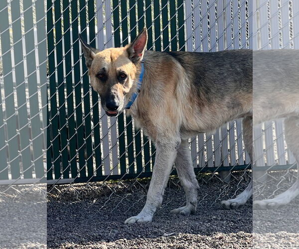 Medium Photo #2 German Shepherd Dog Puppy For Sale in Webster, WI, USA