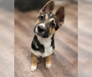 Mutt Dogs for adoption in Canton, CT, USA