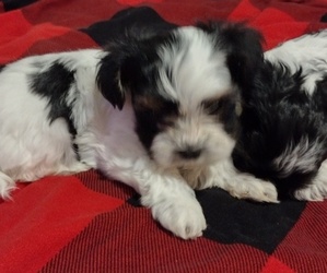 Biewer Terrier Puppy for sale in GASTONIA, NC, USA