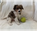Puppy Moe Yorkshire Terrier