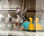 Puppy Koko Boston Terrier-Faux Frenchbo Bulldog Mix