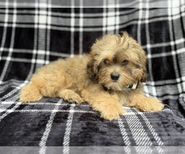 Medium Photo #5 Shih-Poo Puppy For Sale in LAKELAND, FL, USA