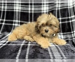 Small #4 Shih-Poo