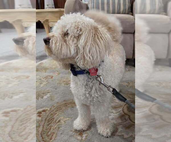 Medium Photo #4 Goldendoodle (Miniature) Puppy For Sale in St. Augustine, FL, USA