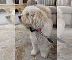 Small #3 Goldendoodle (Miniature)