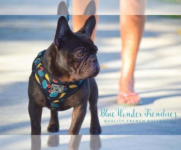 Medium Photo #1 French Bulldog Puppy For Sale in LOX, FL, USA