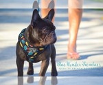 Small Photo #1 French Bulldog Puppy For Sale in LOX, FL, USA