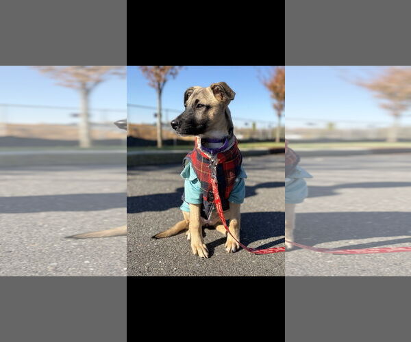 Medium Photo #4 Labrador Retriever-Unknown Mix Puppy For Sale in NYC, NY, USA