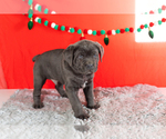 Small Photo #10 Cane Corso Puppy For Sale in BOURBON, IN, USA