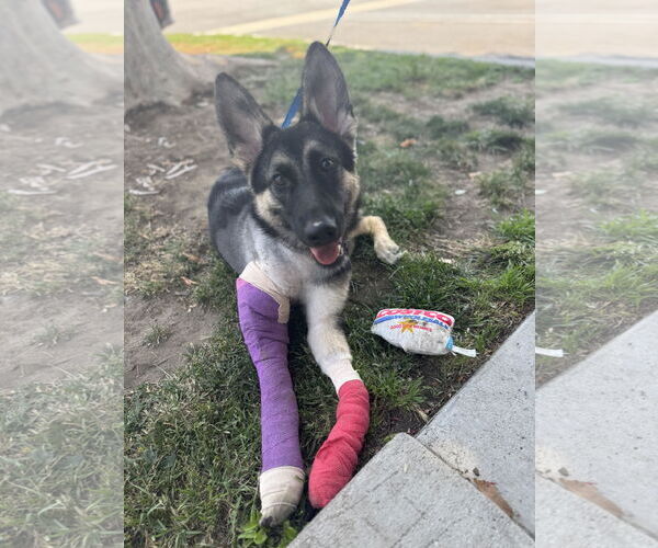 Medium Photo #3 German Shepherd Dog Puppy For Sale in Fallbrook, CA, USA