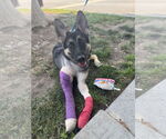 Small #2 German Shepherd Dog