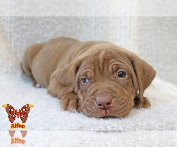 Medium Photo #6 Mutt Puppy For Sale in Wakefield, RI, USA