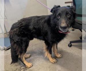 German Shepherd Dog Dogs for adoption in Camarillo, CA, USA