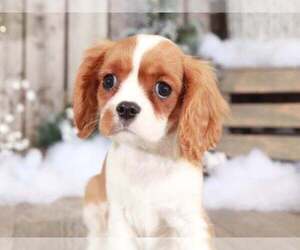 Cavalier King Charles Spaniel Puppy for sale in MOUNT VERNON, OH, USA