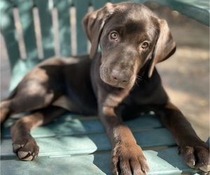 Labrador Retriever Puppy for sale in HOLLY SPRINGS, NC, USA