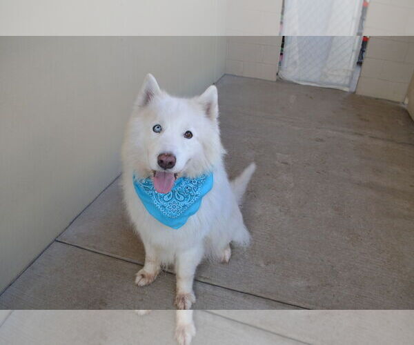 Medium Photo #3 Samoyed-Unknown Mix Puppy For Sale in McKinney, TX, USA