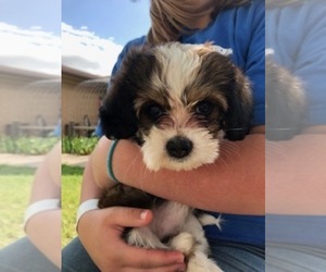 Havanese Puppy for sale in PAMPA, TX, USA