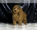 Small Photo #124 Poodle (Toy) Puppy For Sale in WARSAW, IN, USA
