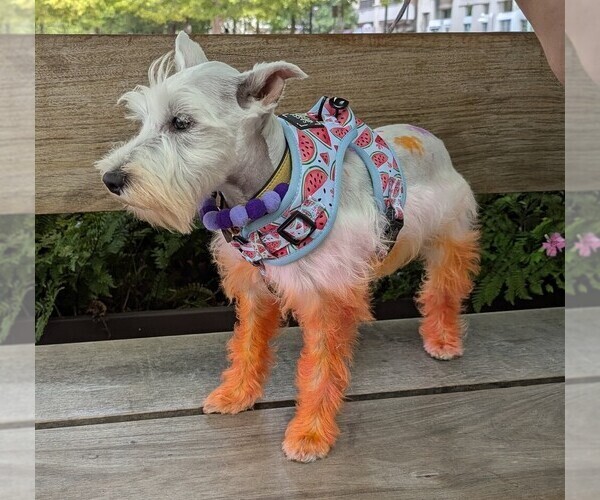 Medium Photo #1 Schnauzer (Miniature) Puppy For Sale in HASLET, TX, USA