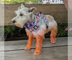 Mother of the Schnauzer (Miniature) puppies born on 02/11/2026