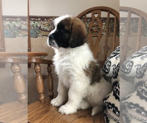 Saint Bernard Puppy for sale in COLUMBIANA, OH, USA