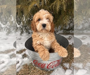 Cavapoo (Miniature) Puppy for sale in MIDDLEBURY, IN, USA